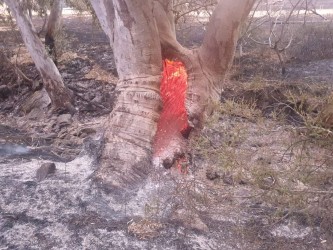 Course Set FWPCOT2254, FWPCOT2275 & FWPCOT2273